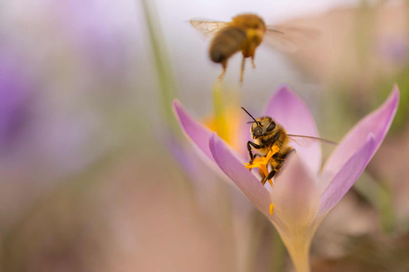 Biene auf einer Krokusblüte, eine zweite im Anflug