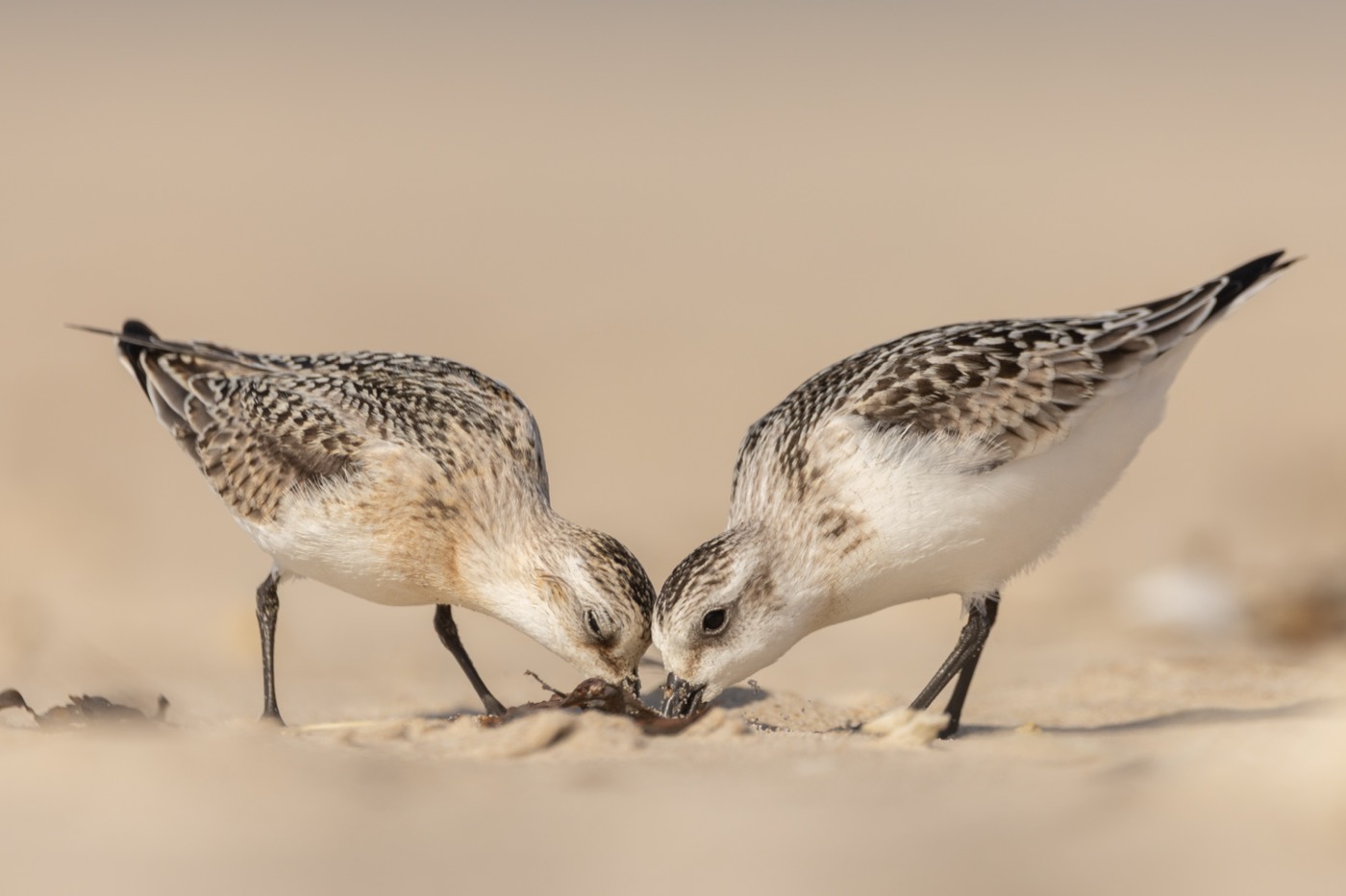 Zwei kleine Watvögel am Sandstrand