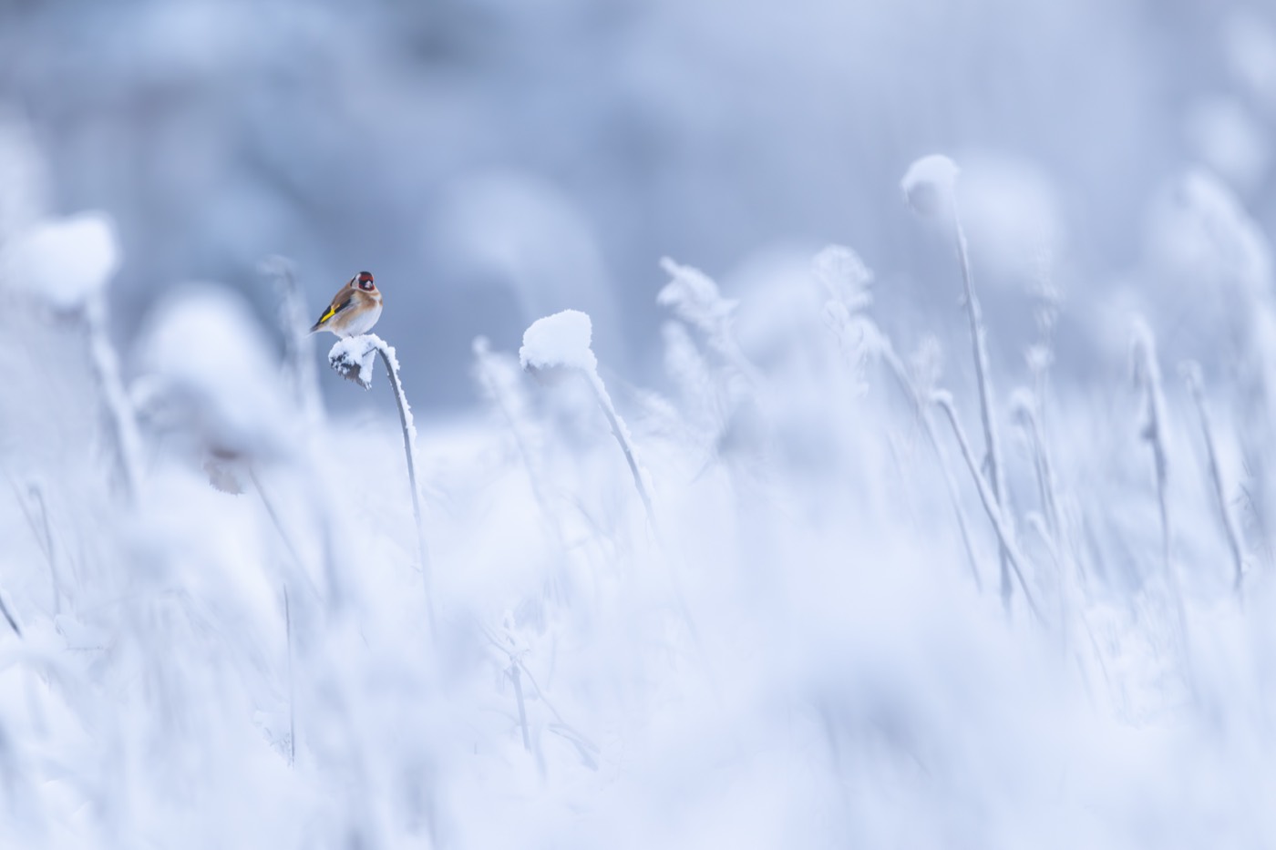 Kleiner Vogel auf einem verschneiten Halm im Winter